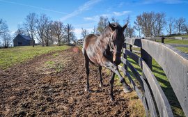 The breeding of Nyquist: a little twist of fate that led to pure gold