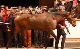 Big autumn sales show demand is still growing for European bloodstock 