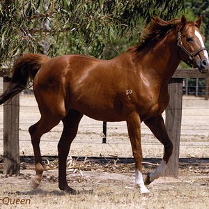 Melbourne cup 2020 horses