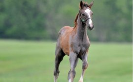 Why Derby hope Lani was known as 'Jaws' during his Kentucky upbringing