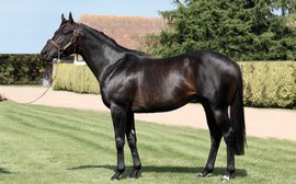 Three stallions have put French bloodstock on a whole new trajectory
