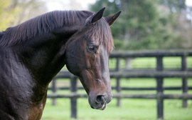 New Zealand Bloodstock Industry Adapts To Thrive