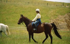 Australian racing on the offence about racehorse retirement