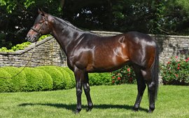 How US stallion Scat Daddy became the Galileo of Chile