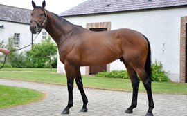 Outstanding first crop puts Sea The Stars among the world's most sought-after sires