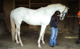 In TAA role, retired jockey Clark fulfilling goal to help horses