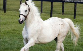 Mares in foal to Tapit and Frankel up for sale in Australia next week
