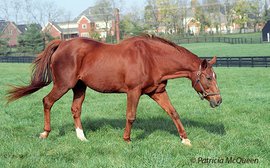 The flying filly responsible for Storm Cat