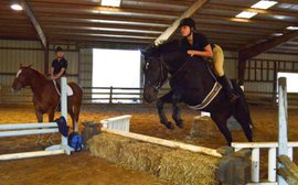 Homes found for Suffolk horses, but MA aftercare crisis still could loom