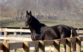 Kentucky Derby hero War Emblem had to be gelded to stay in the U.S.