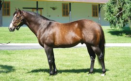 War Front: The Hottest Young Sire on the Planet