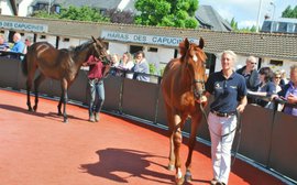 Is this the best place for value when buying yearlings?