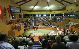 New Zealand Breeders Look Forward