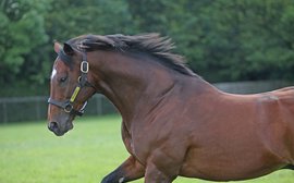 Did Frankel's first crop live up to expectations at the sales?