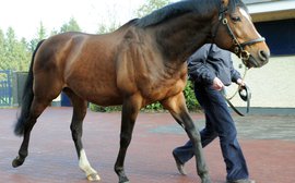The world's 10 most expensive stallions for 2016
