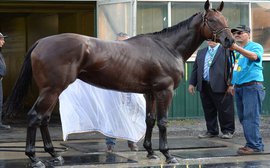 Guess who's No.1 on the list of the most exciting new stallions for 2016