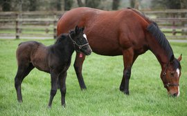 Ireland: Leading the Way in Thoroughbred Racing and Breeding