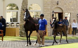 Arabian runners are the pride of Qatar racing