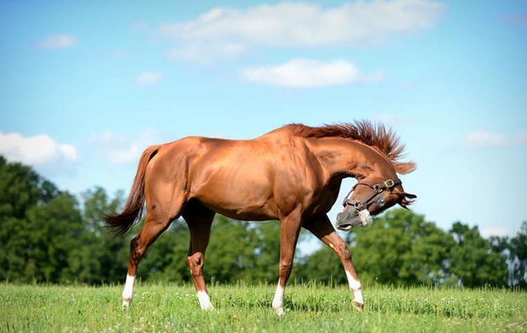 California Chrome: how Art Sherman sees the next stage in his career ...