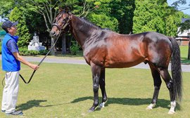 Meet the world's leading stallion