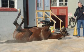 KY Derby trainer has made second careers a priority