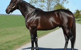 Stunning start for first crop marks Warrior's Reward a stallion to watch