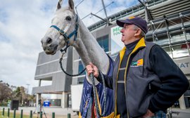 How Subzero became Australia’s horse