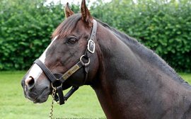 At home with War Front - the stallion the world is seeing in a different light now