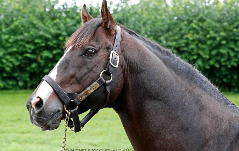 At home with War Front - the stallion the world is seeing in a