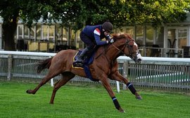 Royal Ascot: ‘He’s an absolute dude, a child’s pony’ – top US miler Carl Spackler among stars in racecourse gallop action