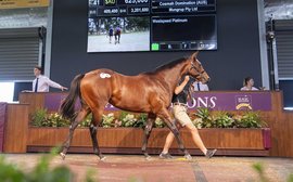 Sale Preview: Magic Millions Perth Yearling Sale