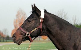 ‘A real sweetheart’ – remembering Cinegita, Overbrook Farm’s ‘other’ Secretariat mare