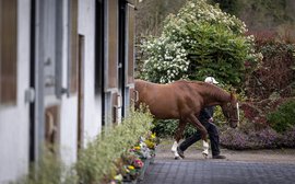 Invitation to Ireland: record 37 stud farms open doors as Irish Stallion Trail celebrates tenth anniversary