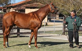 Back in the U.S., will Kentucky Derby hero I’ll Have Another make his mark as a stallion now?