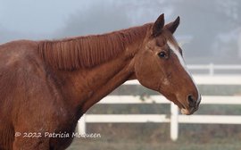 ‘Ol’ Border knew it was time’: farewell to the oldest known Secretariat, gone at 34