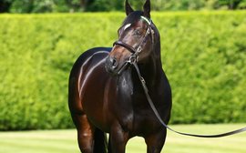 Following in his father’s footsteps: why Bated Breath looks on track for a successful stallion career