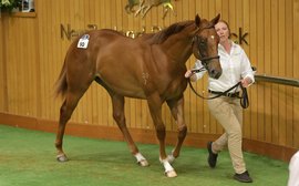 David Ellis: how ‘unbelievable rainfall’ has helped produce such an outstanding crop of yearlings