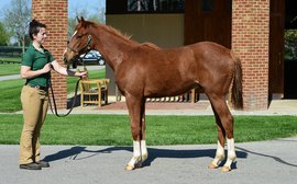 Class reunion: SIX horses raised by the same farm are due race each other in the Kentucky Derby