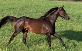 Young stallion Sidestep spearheading re-launch of leading Queensland farm