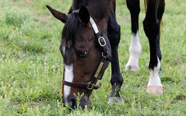 An unforgettable great and now a Hall of Famer - it’s no wonder Rachel Alexandra realises she’s a celebrity