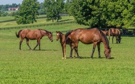 Why sunshine is vital for a young horse’s health - and it’s pretty key for people too (especially now)