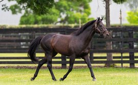 Third-season sire Pierro is now a world top-ten stallion