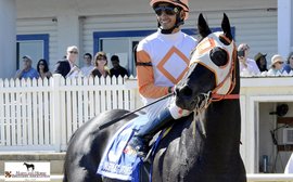 Remarkable story of a 10-year-old gelding the fans just can’t get enough of