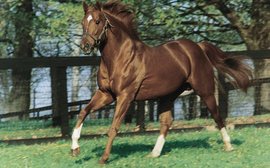 Racing industry poll: America’s Top Ten horses of the last 50 years