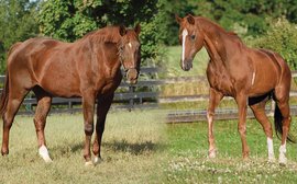 2020 calendar celebrates Secretariat’s last living sons and daughters