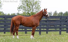 The top mares already booked in for California Chrome as optimism grows over his stud career