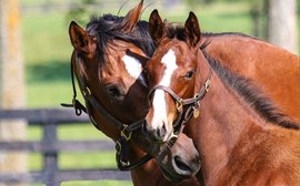 The foal who grew up to win a ninth Breeders’ Cup for Mill Ridge Farm. And this weekend he could make it ten