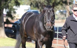 Could this be Australia’s next outstanding stallion?