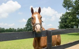 Thoroughbred Aftercare Alliance hands out $3 million in grants