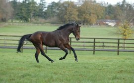 Who are the leading lights in Europe's exceptional crop of young stallions?